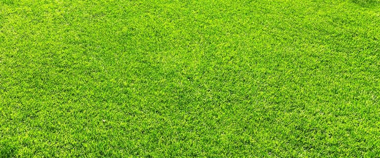Bild på renoverad gräsmatta